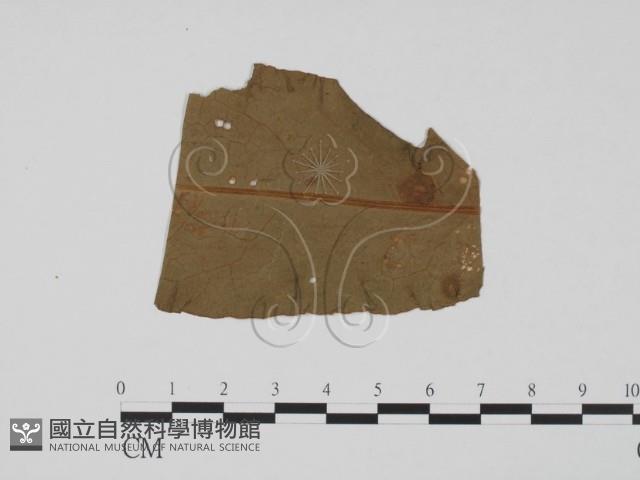 登錄號:F0011831藏品圖，第1張