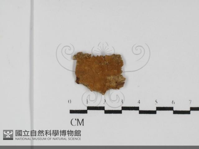 登錄號:F0031831藏品圖，第1張