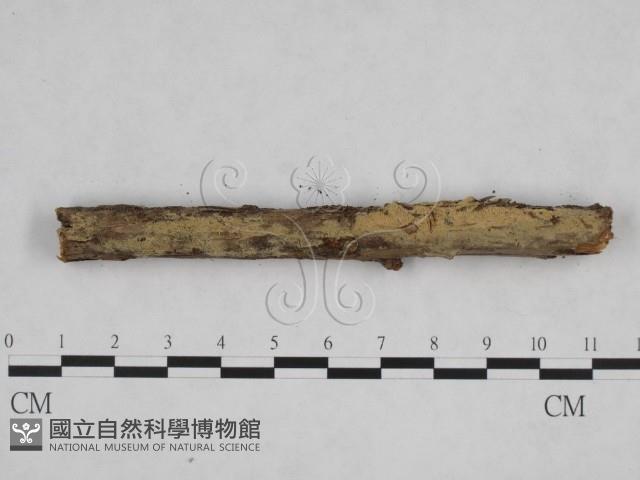 登錄號:F0024831藏品圖，第1張