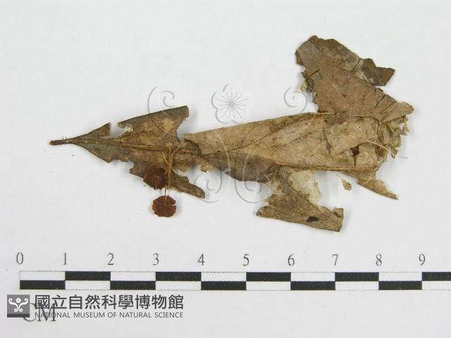 微皮傘屬藏品圖，第1張