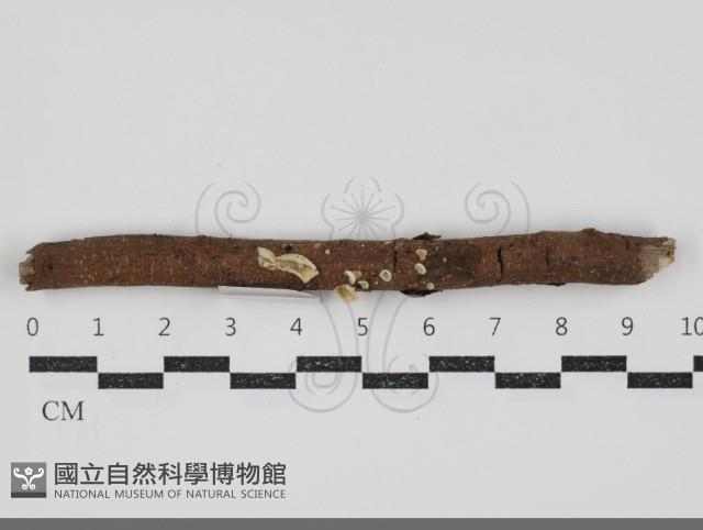 Accession Number:F0034831 Collection Image, Figure 1, Total 2 Figures