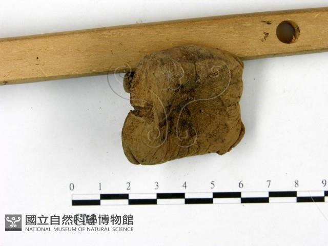 登錄號:F0022831藏品圖，第1張