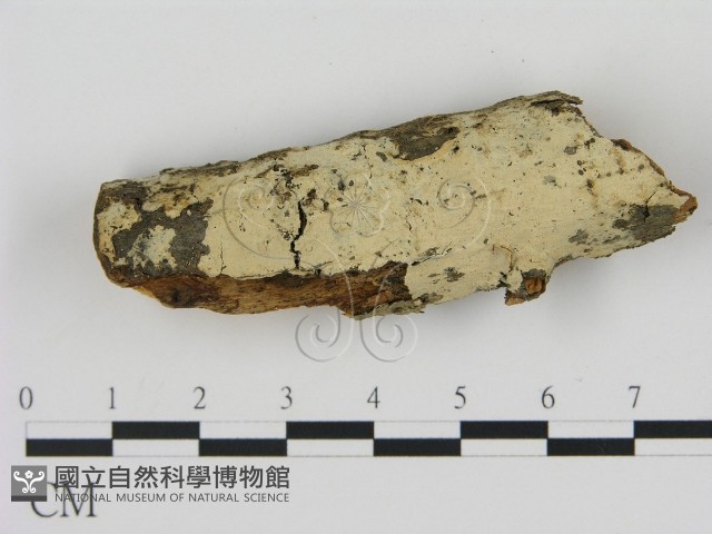 剛毛絲皮菌藏品圖，第1張