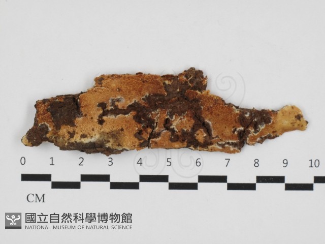 登錄號:F0032831藏品圖，第1張