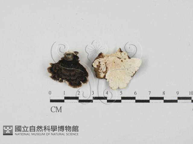 雲芝藏品圖，第1張