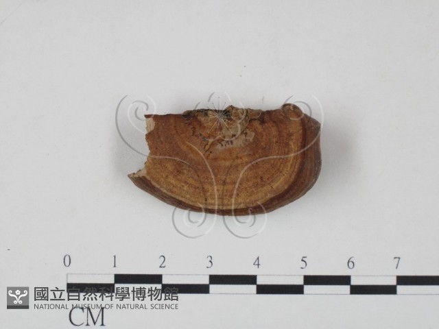 登錄號:F0007831藏品圖，第1張