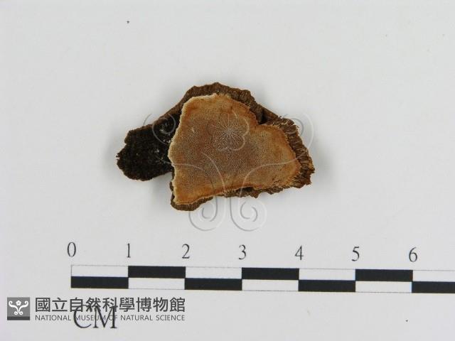 登錄號:F0005831藏品圖，第1張