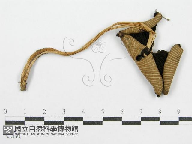 鬼傘屬藏品圖，第1張