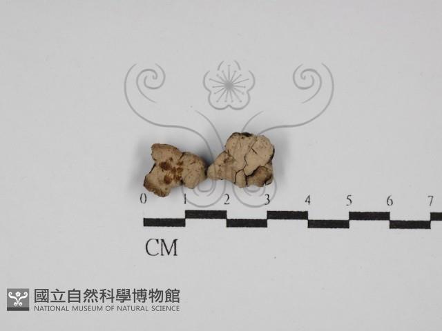 登錄號:F0029831藏品圖，第1張