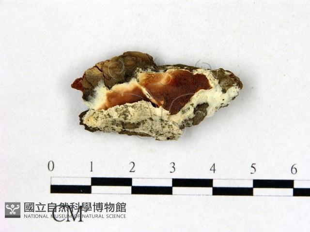 登錄號:F0019831藏品圖，第1張