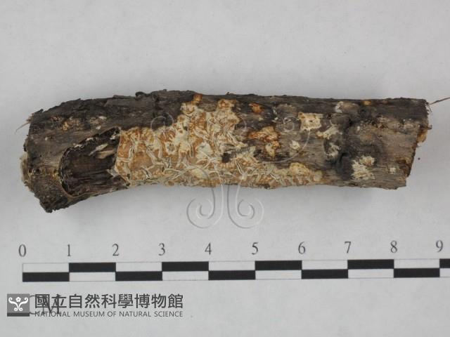 登錄號:F0023831藏品圖，第1張