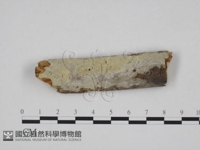 登錄號:F0013831藏品圖，第1張