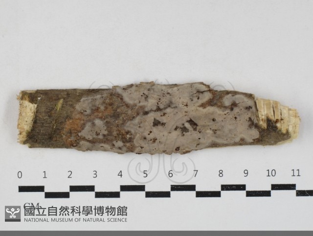 登錄號:F0033831藏品圖，第1張