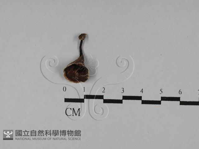 登錄號:F0028931藏品圖，第1張