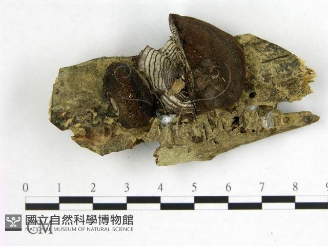 登錄號:F0008931藏品圖，第1張