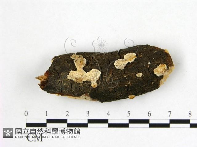 多年臥孔菌屬藏品圖，第1張