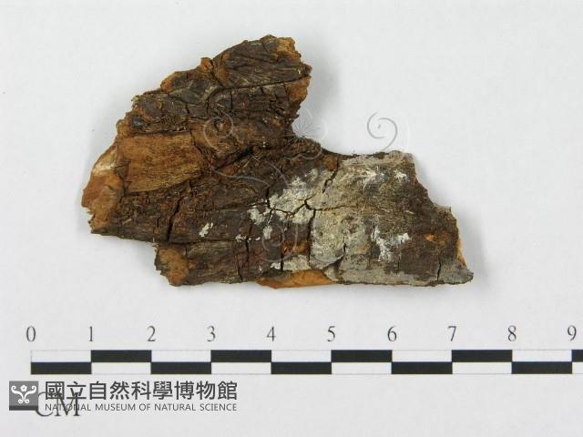 針齒銳岩菌藏品圖，第1張
