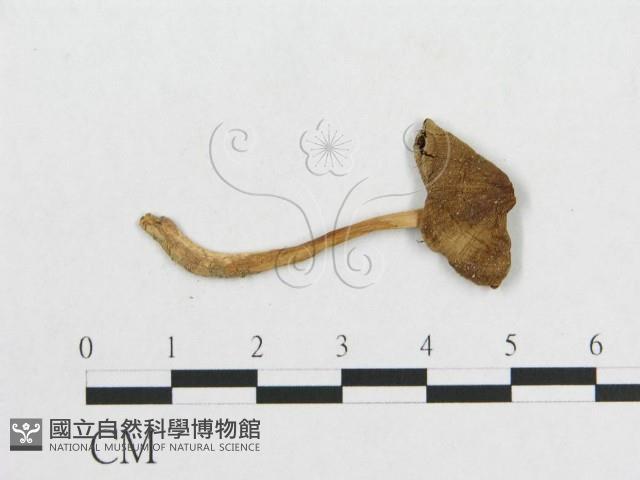 登錄號:F0010931藏品圖，第1張