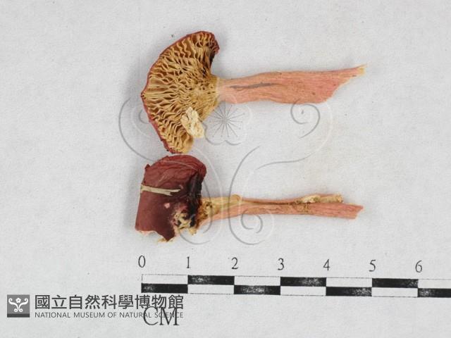 登錄號:F0026931藏品圖，第1張
