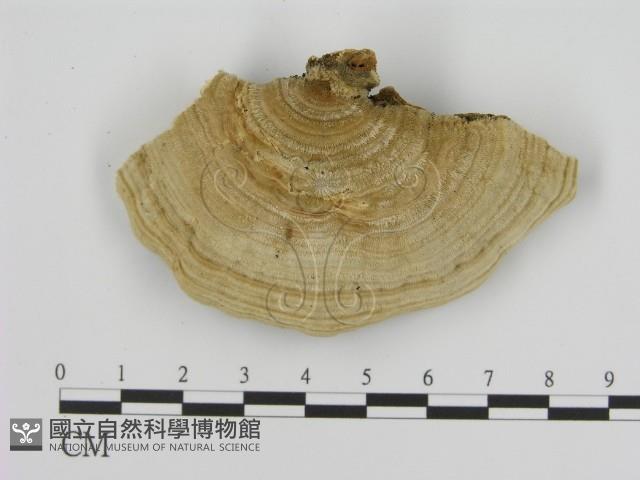 登錄號:F0006931藏品圖，第1張