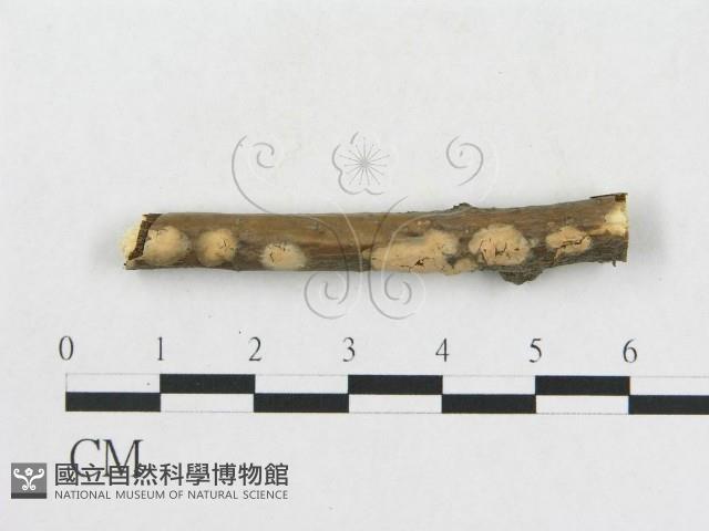 登錄號:F0016931藏品圖，第1張