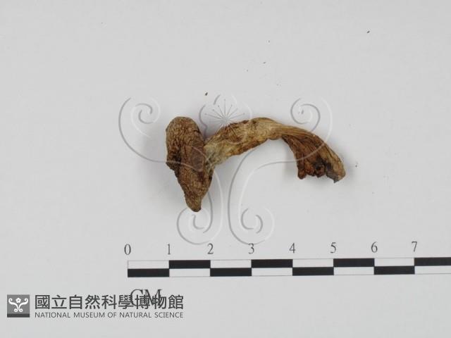 登錄號:F0021931藏品圖，第1張