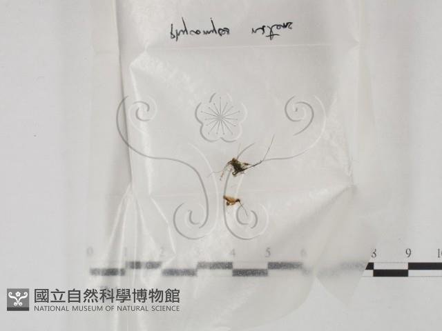 登錄號:F0001931藏品圖，第1張