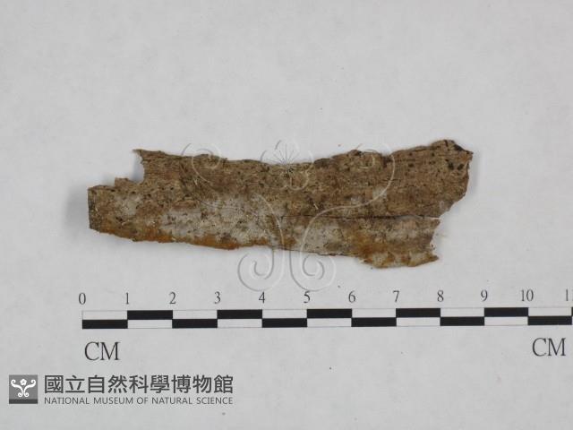 登錄號:F0024931藏品圖，第1張