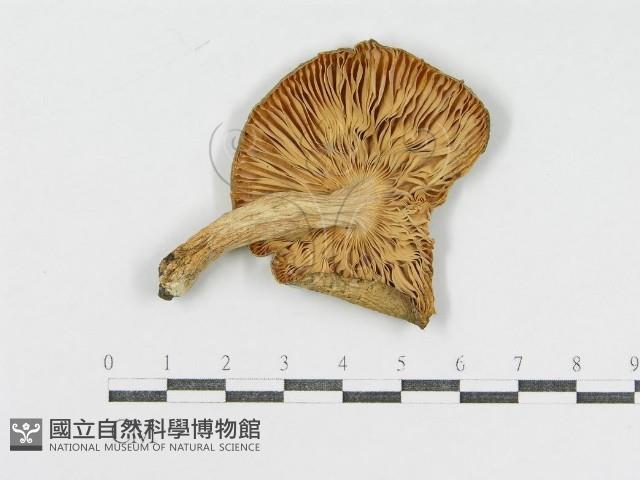 登錄號:F0004931藏品圖，第1張