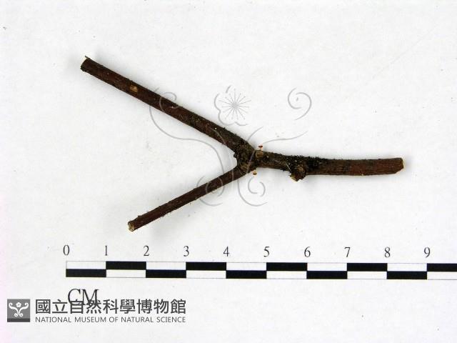 登錄號:F0014931藏品圖，第1張