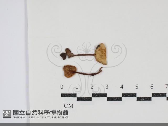 登錄號:F0034931藏品圖，第1張