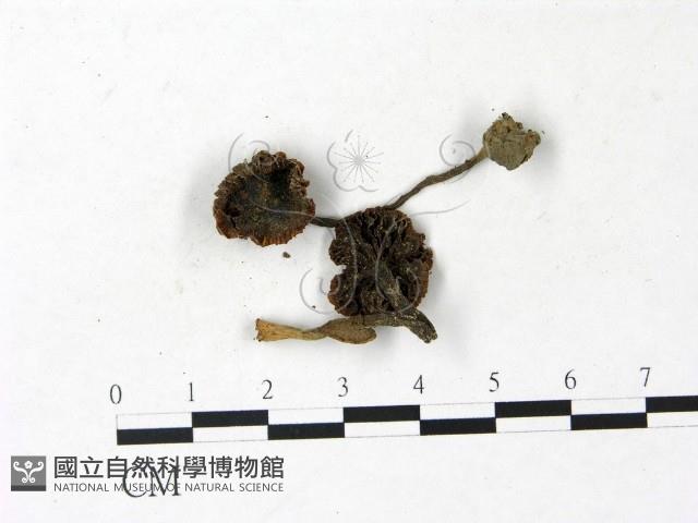 登錄號:F0022931藏品圖，第1張