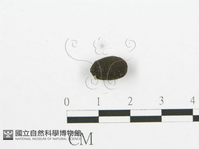 登錄號:F0002931藏品圖，第1張