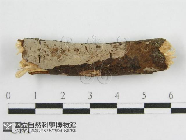 登錄號:F0012931藏品圖，第1張