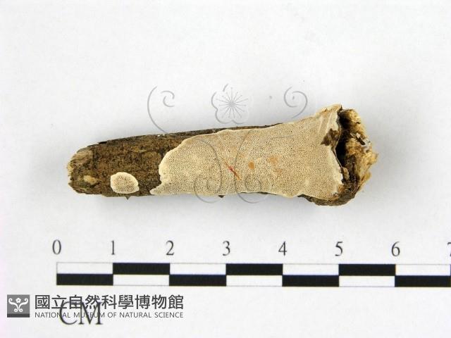 登錄號:F0007931藏品圖，第1張