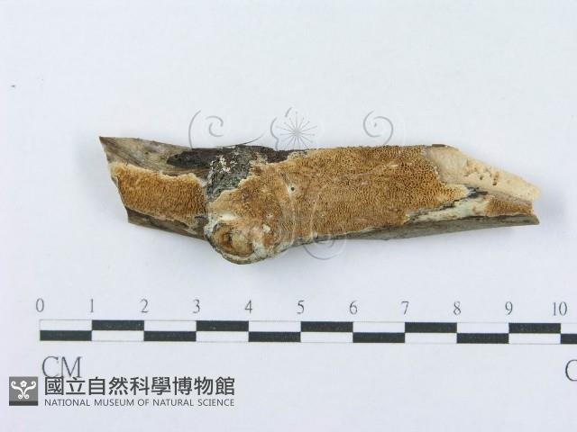 登錄號:F0017931藏品圖，第1張