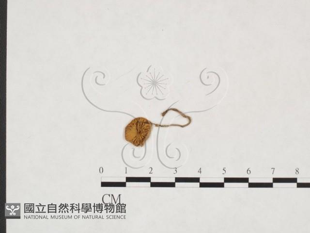 登錄號:F0025931藏品圖，第1張