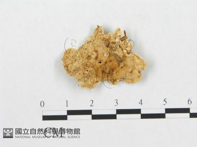 登錄號:F0005931藏品圖，第1張