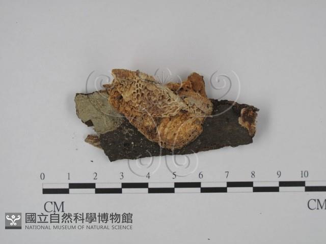 登錄號:F0009931藏品圖，第1張