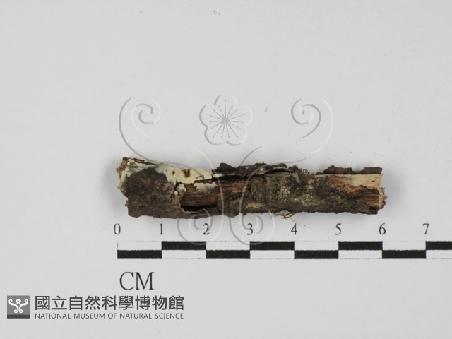 絲皮菌屬藏品圖，第1張