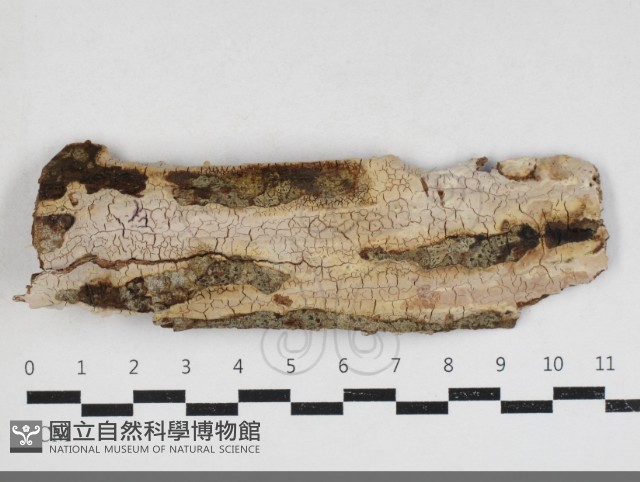 擬射脈菌屬藏品圖，第1張