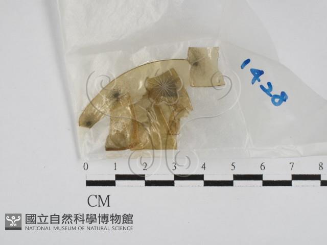 登錄號:F0028631藏品圖，第1張