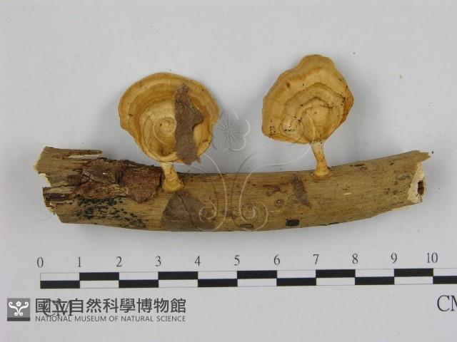 小孔菌屬藏品圖，第1張