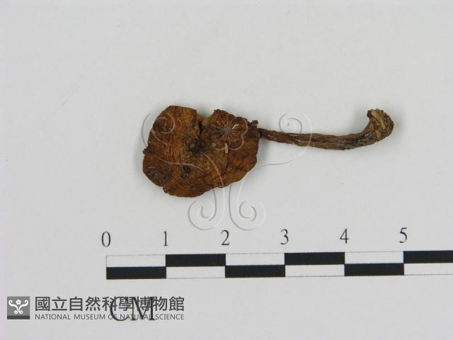 登錄號:F0010631藏品圖，第1張