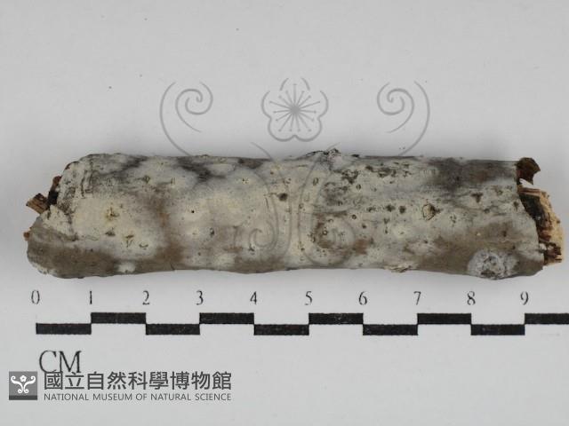 登錄號:F0030631藏品圖，第1張