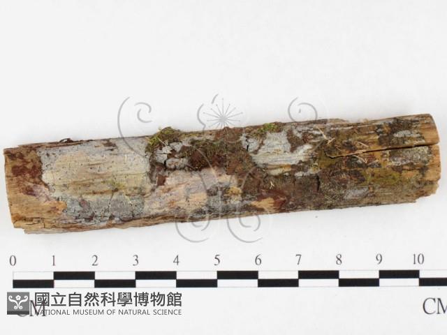 射脈菌屬藏品圖，第1張