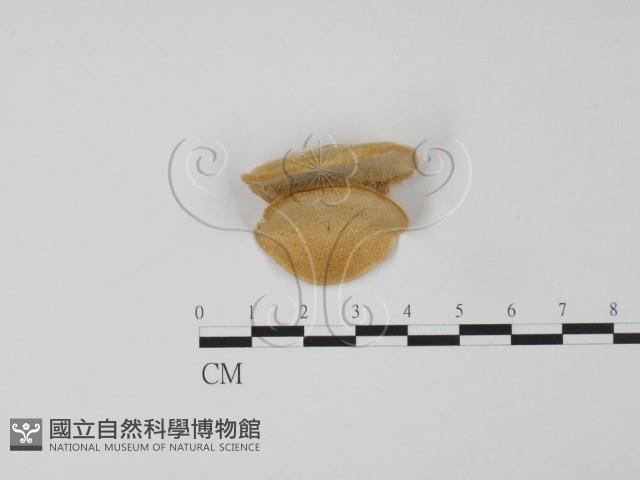 登錄號:F0006631藏品圖，第1張