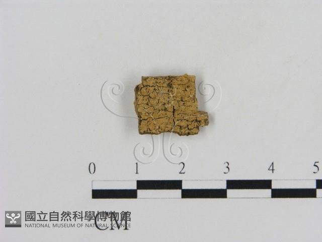 登錄號:F0016631藏品圖，第1張