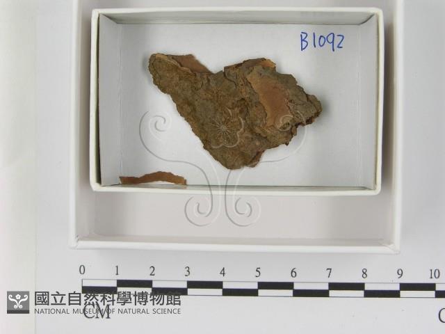 登錄號:F0021631藏品圖，第1張