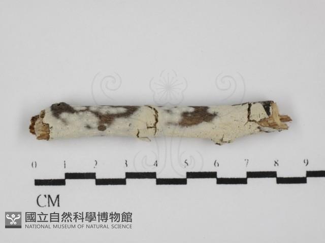 剛毛絲皮菌藏品圖，第1張